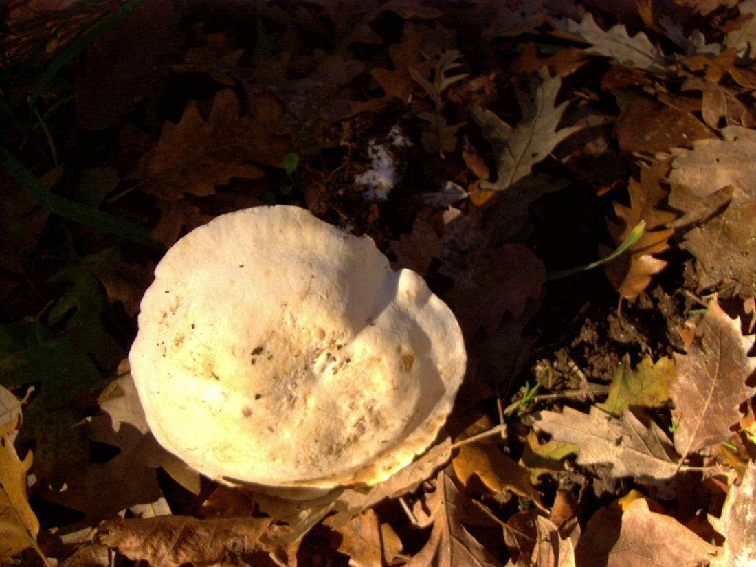 25-11-06 Monti Cimini (VT)